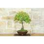 4 - Eiche Eiche Bonsai (46)