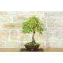 5 - Eiche Eiche Bonsai (46)