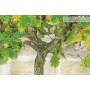 7 - Eiche Eiche Bonsai (46)