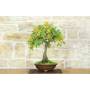 2 - Eiche Eiche Bonsai (46)