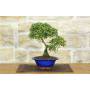 1 - Cotoneaster Microphylla Bonsai (105)