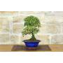 2 - Cotoneaster Microphylla Bonsai (105)