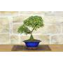3 - Cotoneaster Microphylla Bonsai (105)