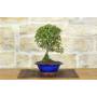 4 - Cotoneaster Microphylla Bonsai (105)