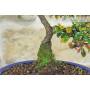 5 - Cotoneaster Microphylla Bonsai (105)