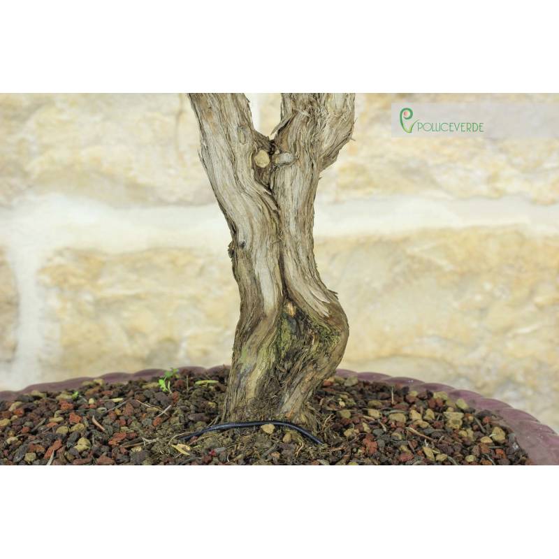 Rosmarin Bonsai (61) | 290,00  | Pollice Verde