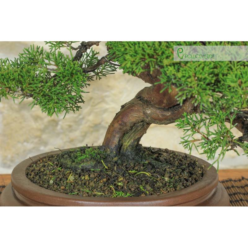 Itoigawa Wacholder Bonsai (131) | 1.380,00  | Pollice Verde