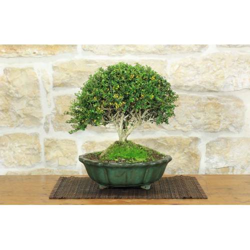1 - Bonsai di Lonicera (2).