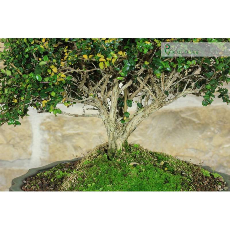 Lonicera Ligustrina Bonsai (2) | 180,00  | Pollice Verde