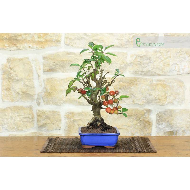 pucktuch bambus Bambus Pucktücher HELLBLAU & OFF WHITE 75x75cm | LUI e LEI