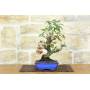 3 - 