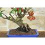 5 - Bonsai di Melo selvatico (143)