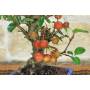 6 - Bonsai di Melo selvatico (143)