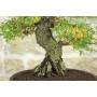 5 - Bonsai di Olmo Parvifolia (4).
