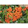 6 - Bonsai di Pyracantha Navaho (14)