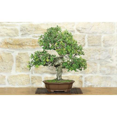 1 - Bonsai di Quercia da Sughero (51)