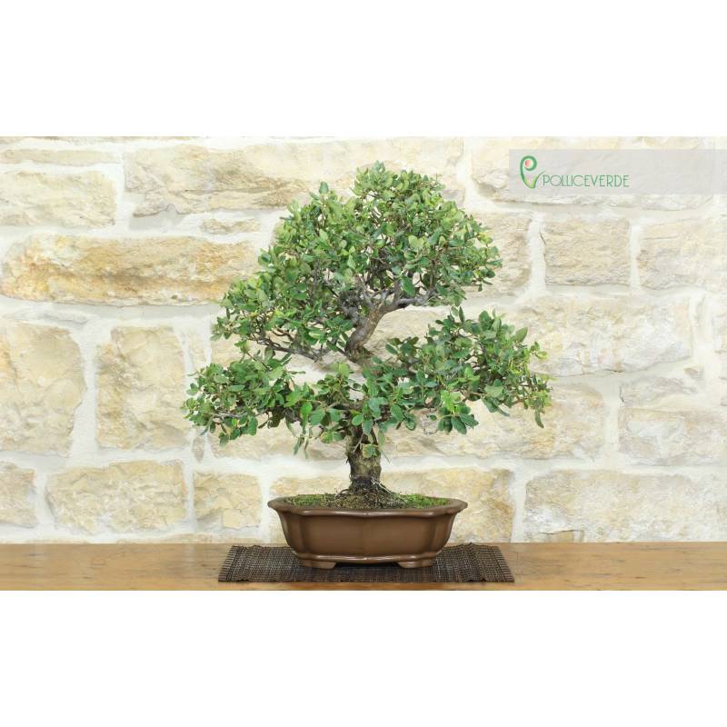 Bonsai di Quercia da Sughero (51) | 390,00  | Pollice Verde