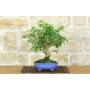1 - Bougainvillea Glabra Bonsai (1)