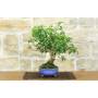 2 - Bonsai di Bougainvillea Glabra (1)