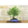 3 - Bougainvillea Glabra Bonsai (1)