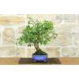 4 - Bougainvillea Glabra Bonsai (1)