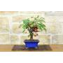 4 - Bonsai di Melo selvatico (144)