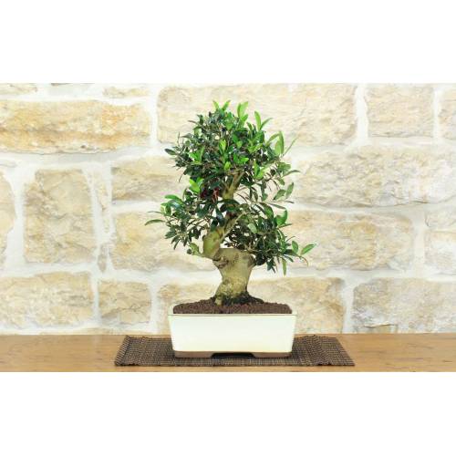 1 - Bonsai di Olivo (184)