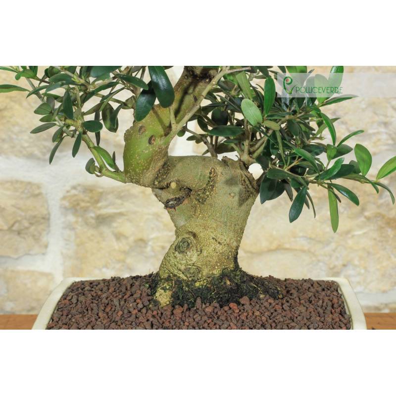 Olive Bonsai (184) | 165,00  | Pollice Verde