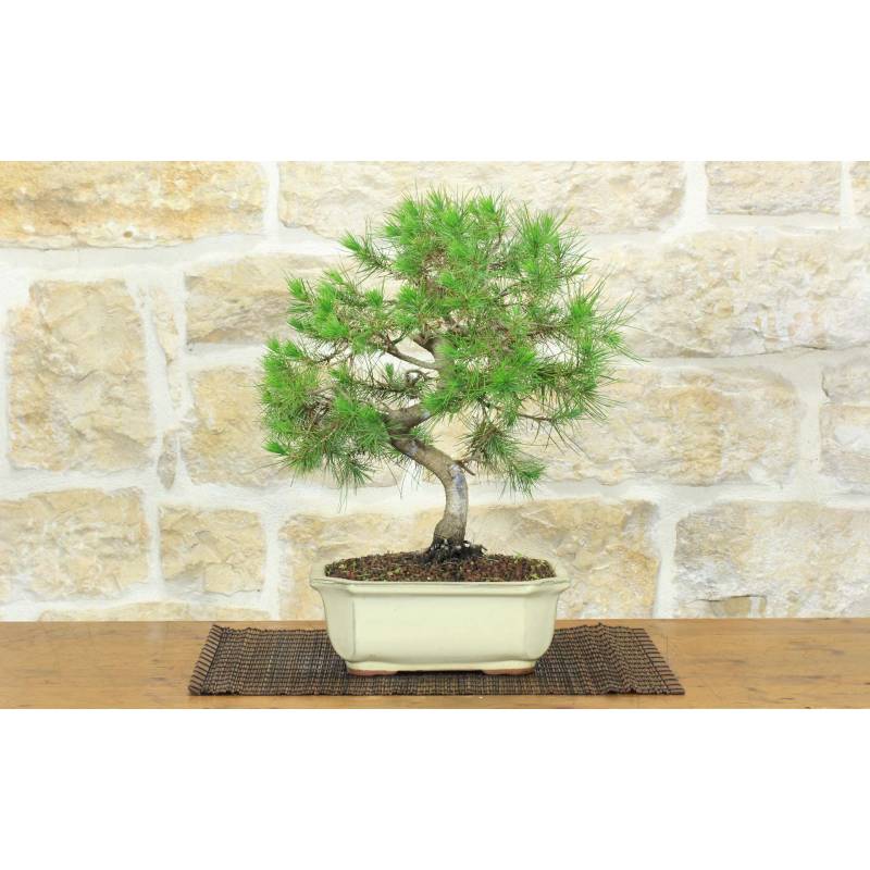 korkenzieherweide bonsai Bonsai Korkenzieherhasel  Bonsai winkel