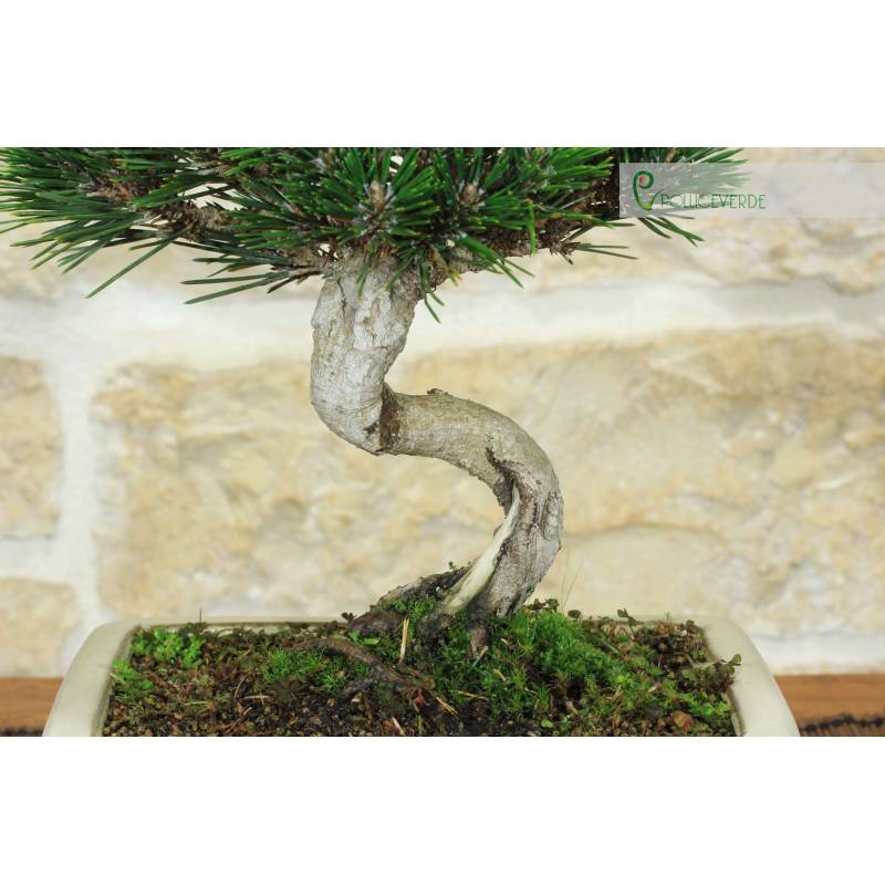 anthurium forgetii x nigrolaminum gigi Anthurium Nigrolaminum Gigi x Forgetii – Plant Studio LLC main image 0