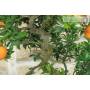 7 - Bonsai of Citrus Myrtifolia (Chinotto) (102)