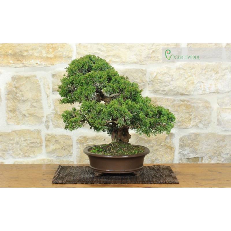 Itoigawa Wacholder Bonsai (123) | 1.100,00  | Pollice Verde