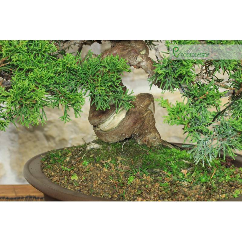Itoigawa Wacholder Bonsai (123) | 1.100,00  | Pollice Verde