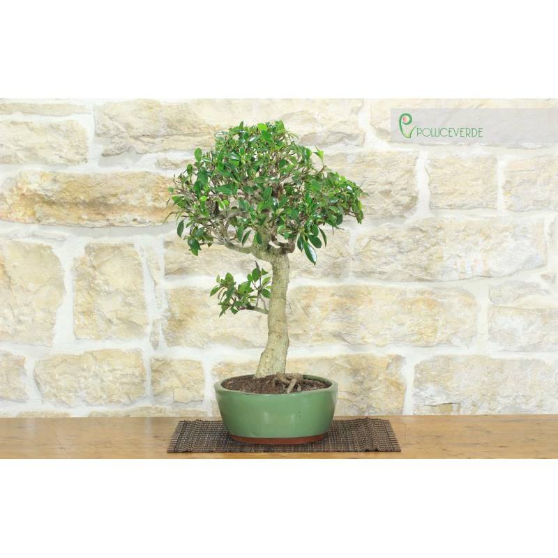 simba bambus Bambus (Fargesia) Simba 80-100cm als Ballenware
