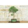 3 - Bonsaï Ficus Retusa (130)