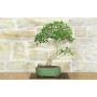 4 - Bonsaï Ficus Retusa (130)