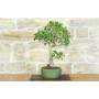 5 - Bonsaï Ficus Retusa (130)