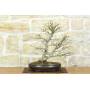 1 - Palmen-Ahorn Bonsai Yamamomiji (13)