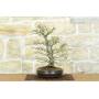2 - Palmen-Ahorn Bonsai Yamamomiji (13)