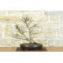 3 - Palmen-Ahorn Bonsai Yamamomiji (13)