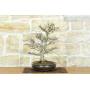 4 - Palmen-Ahorn Bonsai Yamamomiji (13)