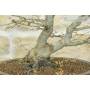 5 - Palmen-Ahorn Bonsai Yamamomiji (13)