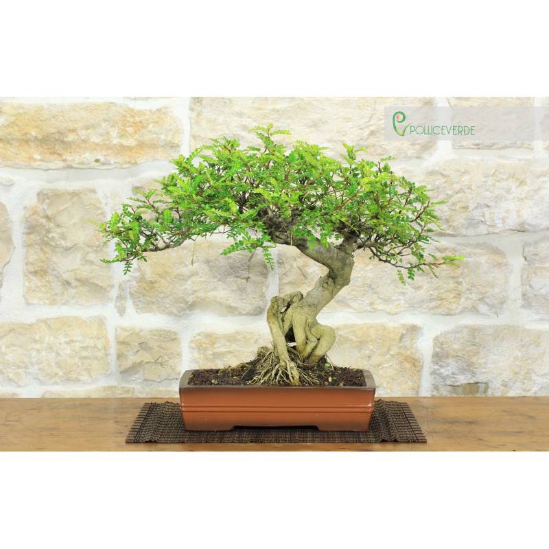 Japanischer Paprika-Bonsai (95) | 300,00  | Pollice Verde