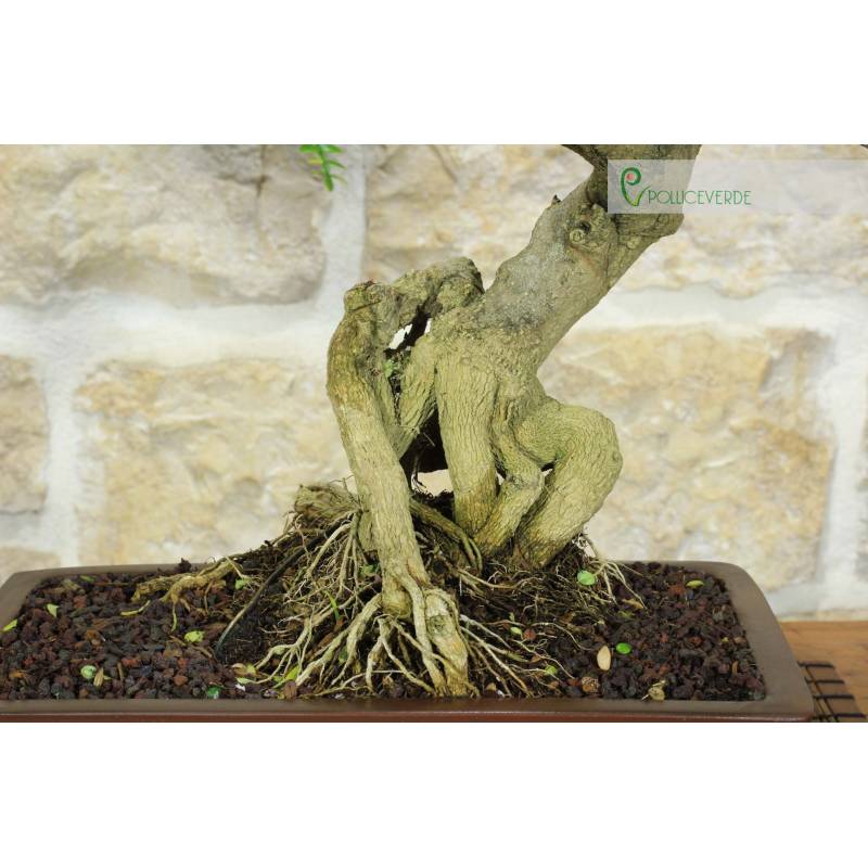 Japanischer Paprika-Bonsai (95) | 300,00  | Pollice Verde