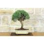 1 - Bonsai di Rosmarino (62)
