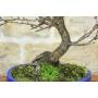 6 - Prunus Mume Bonsai (13)