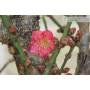 9 - Prunus Mume Bonsai (13)