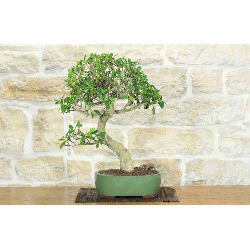 Bonsaï Ficus Retusa (130)