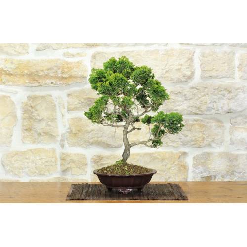 1 - Bonsaïs de cyprès japonais (9)