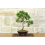 1 - Japanische Zypresse Bonsai (9)